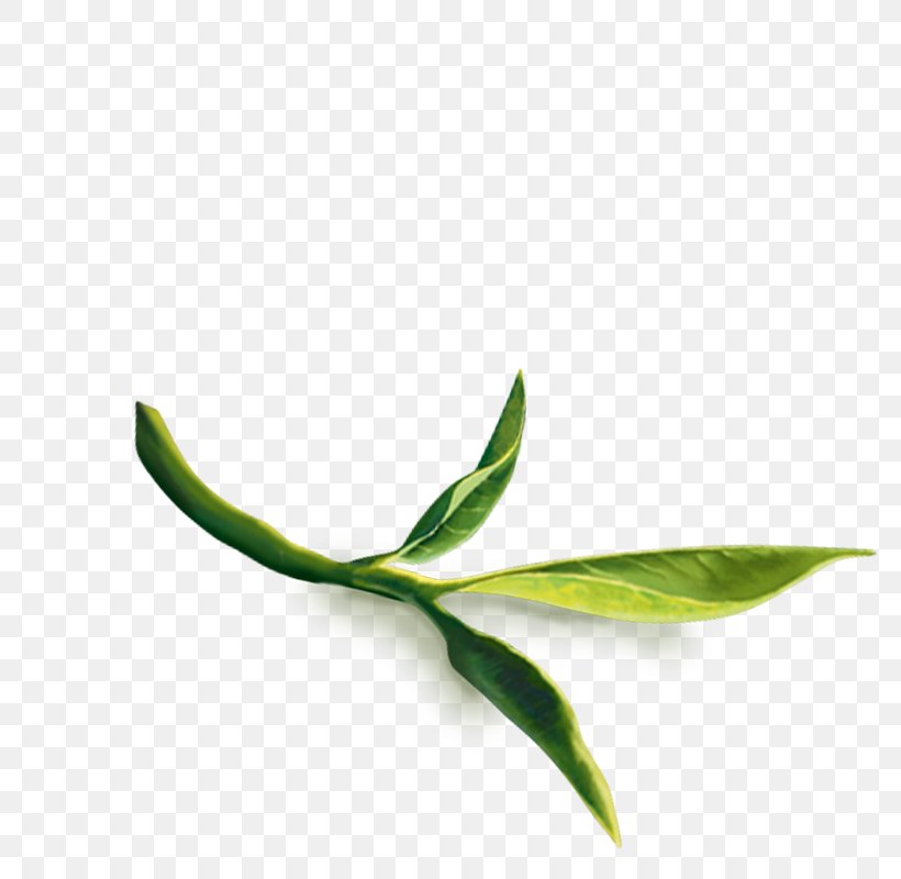 Leaf Plant Stem, PNG, 800x800px, Leaf, Plant, Plant Stem Download Free