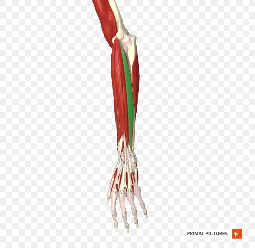 Muscle Common Extensor Tendon Thumb Forearm, PNG, 800x800px, Muscle, Anatomy, Arm, Common Extensor Tendon, Elbow Download Free