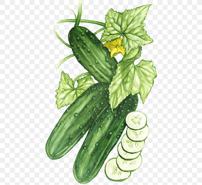 Pickled Cucumber Vegetable Melon Zucchini, PNG, 455x750px, Cucumber, Cucumber Gourd And Melon Family, Cucumis, Cucurbita, Drawing Download Free