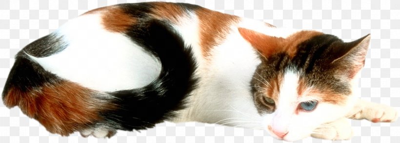 Cat Kitten Magic Square Moonstone, PNG, 983x353px, Cat, Carnivoran, Cat Like Mammal, Ear, Fairy Tale Download Free