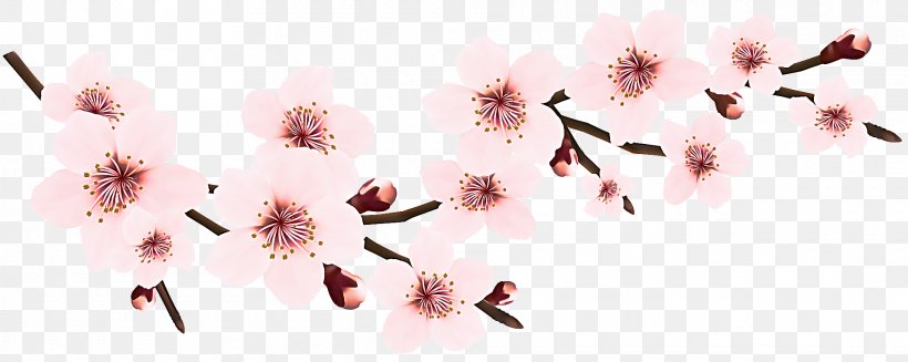Cherry Blossom, PNG, 1920x767px, Pink, Blossom, Branch, Cherry Blossom, Flower Download Free