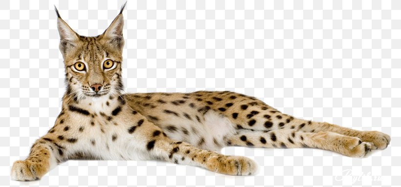 Eurasian Lynx Cheetah Felidae Bengal Cat Wildcat, PNG, 780x383px, Eurasian Lynx, African Leopard, Animal, Bengal Cat, Bobcat Download Free