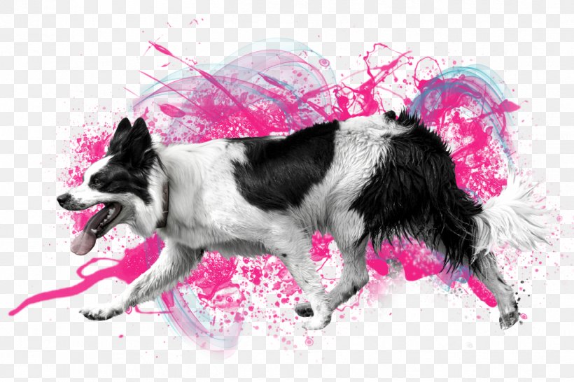 Pink Border, PNG, 1313x875px, Border Collie, Abaddon, Breed, Collie, Companion Dog Download Free