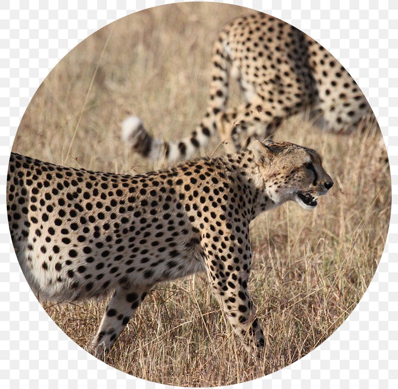 Cheetah Kruger National Park Cat Lion Felidae, PNG, 800x800px, Cheetah, Africa, Animal, Big Cat, Big Cats Download Free