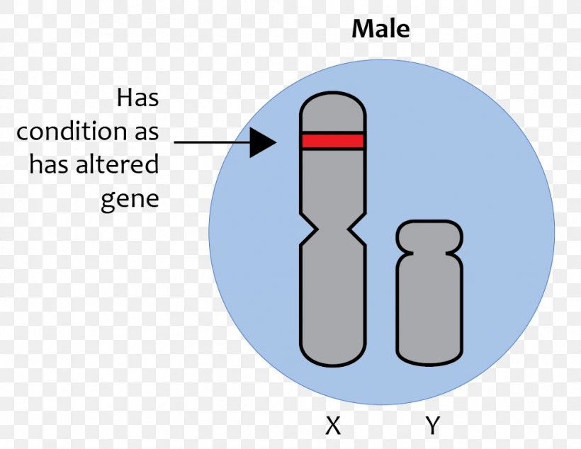 X-linked Traits X-linked Recessive Inheritance Sex Linkage Gene Chromosome, PNG, 995x770px, Xlinked Recessive Inheritance, Allel Recesywny, Chromosome, Chromosome 19, Cylinder Download Free