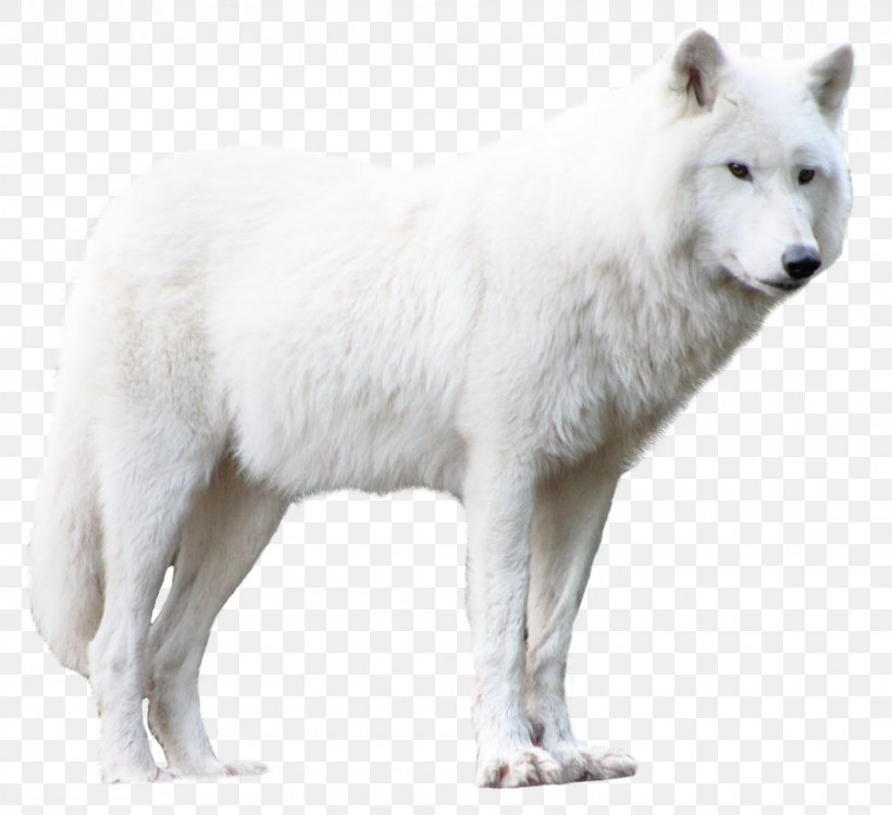 Arctic Wolf Clip Art, PNG, 1600x1463px, Greenland Dog, Alaskan Tundra Wolf, Arctic Wolf, Black Wolf, Canidae Download Free