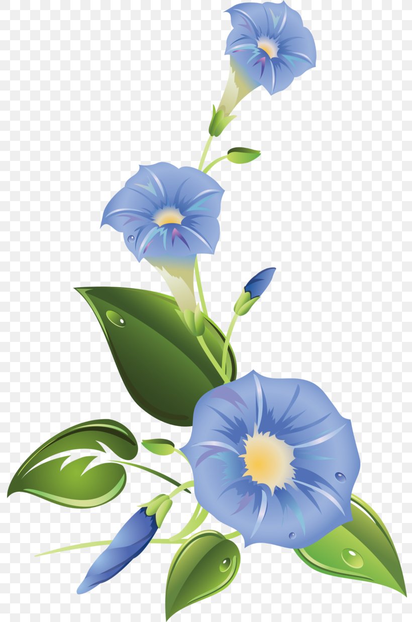 Ipomoea Purpurea Morning Glory Flower Clip Art, PNG, 800x1237px, Ipomoea Purpurea, Bellflower Family, Blue, Branch, Cut Flowers Download Free