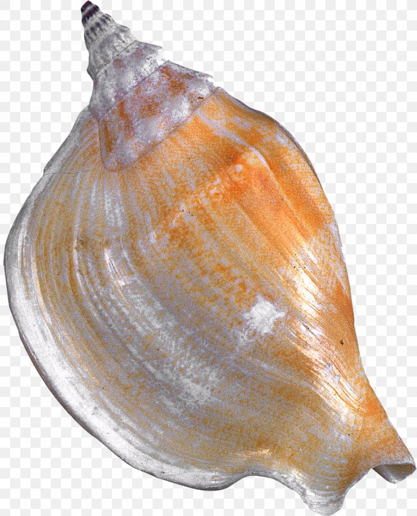 Seashell Cockle Clam Conchology Molluscs, PNG, 1092x1351px, Seashell, Baltic Clam, Clam, Clams Oysters Mussels And Scallops, Cockle Download Free