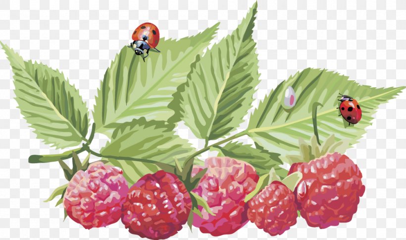 Frutti Di Bosco Red Raspberry Clip Art, PNG, 1000x591px, Frutti Di Bosco, Berry, Bilberry, Blackberry, Boysenberry Download Free
