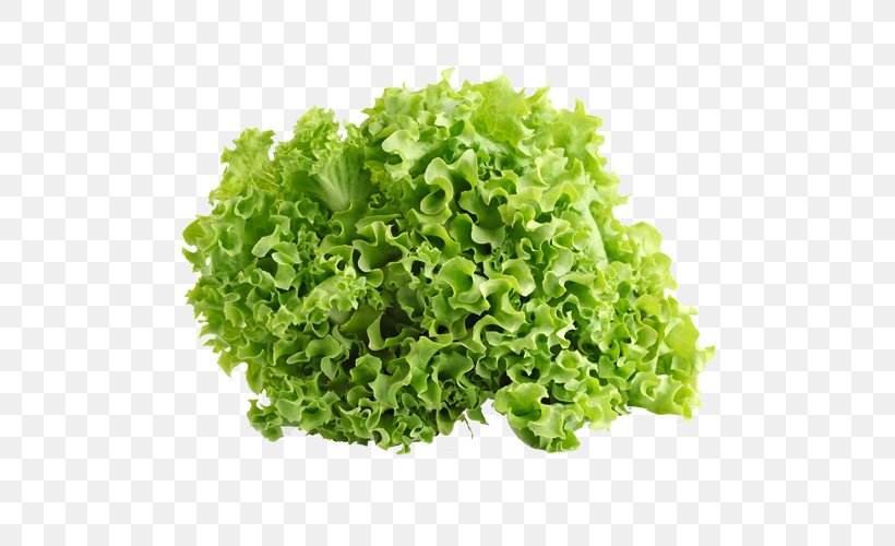 Iceberg Lettuce Leaf Vegetable Salad Endive Red Leaf Lettuce, PNG, 500x500px, Iceberg Lettuce, Chicory, Endive, Food, Fruit Download Free
