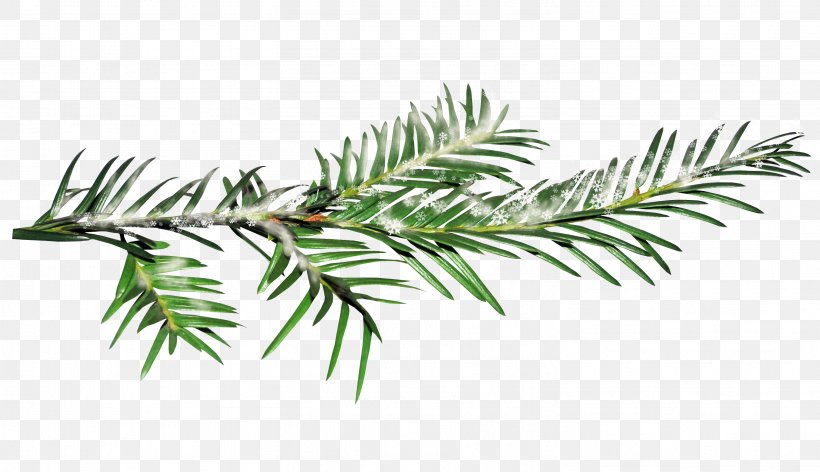 Branch Clip Art, PNG, 3017x1737px, Branch, Digital Image, Information, Leaf, New Year Tree Download Free