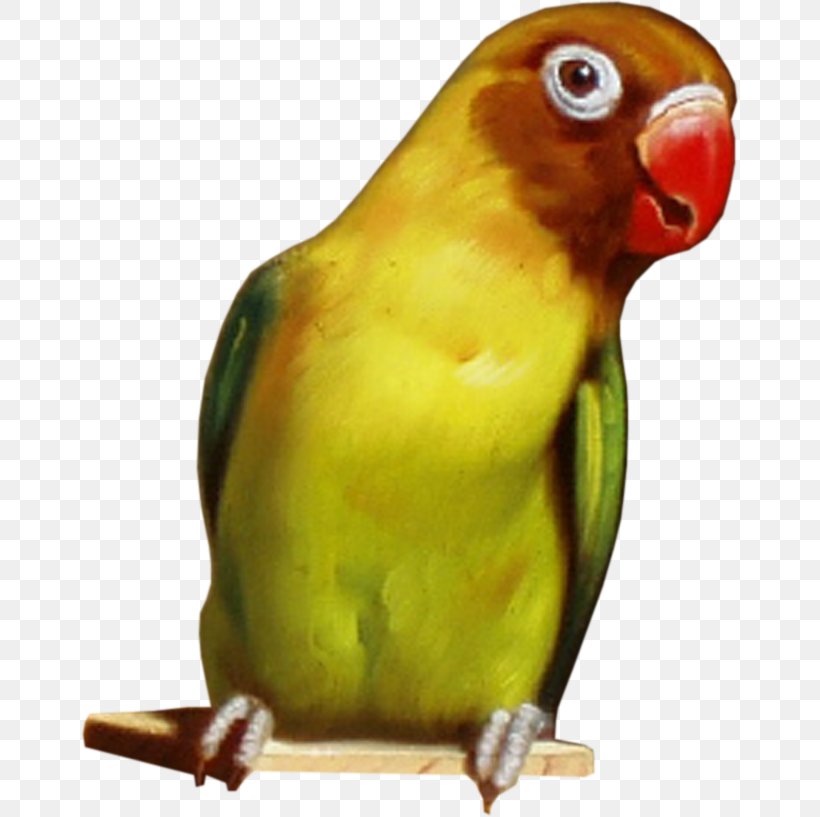 Budgerigar Lovebird Parrot Parakeet, PNG, 658x817px, Budgerigar, Animal, Beak, Bird, Common Pet Parakeet Download Free