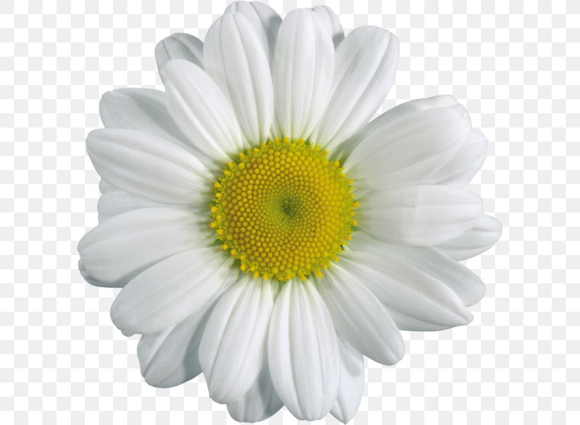 Chamomile Download Clip Art, PNG, 602x600px, Chamomile, Annual Plant, Chrysanths, Common Daisy, Cut Flowers Download Free