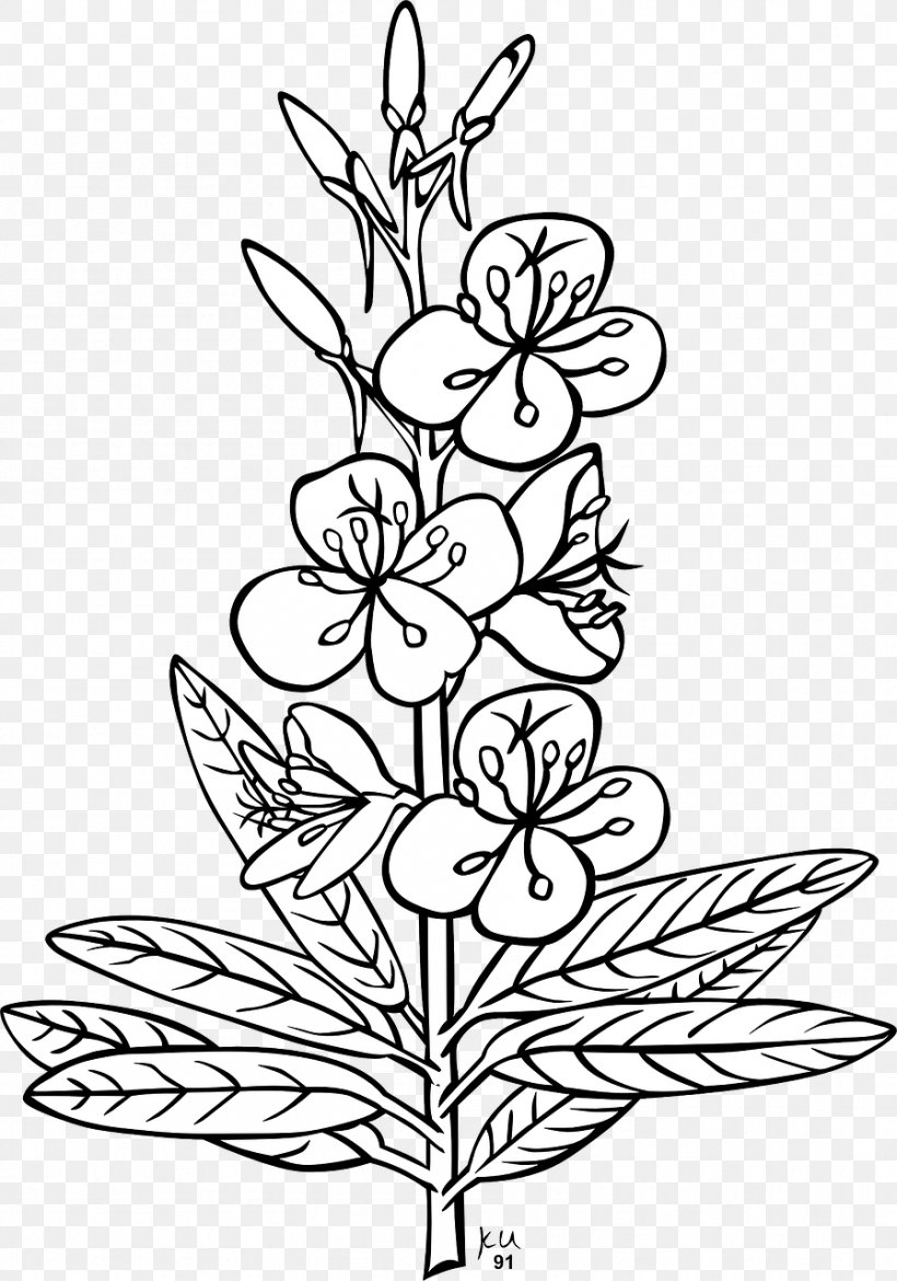 Clip Art Plants Vector Graphics Chamaenerion Angustifolium, PNG, 897x1280px, Plants, Art, Black And White, Branch, Chamaenerion Angustifolium Download Free