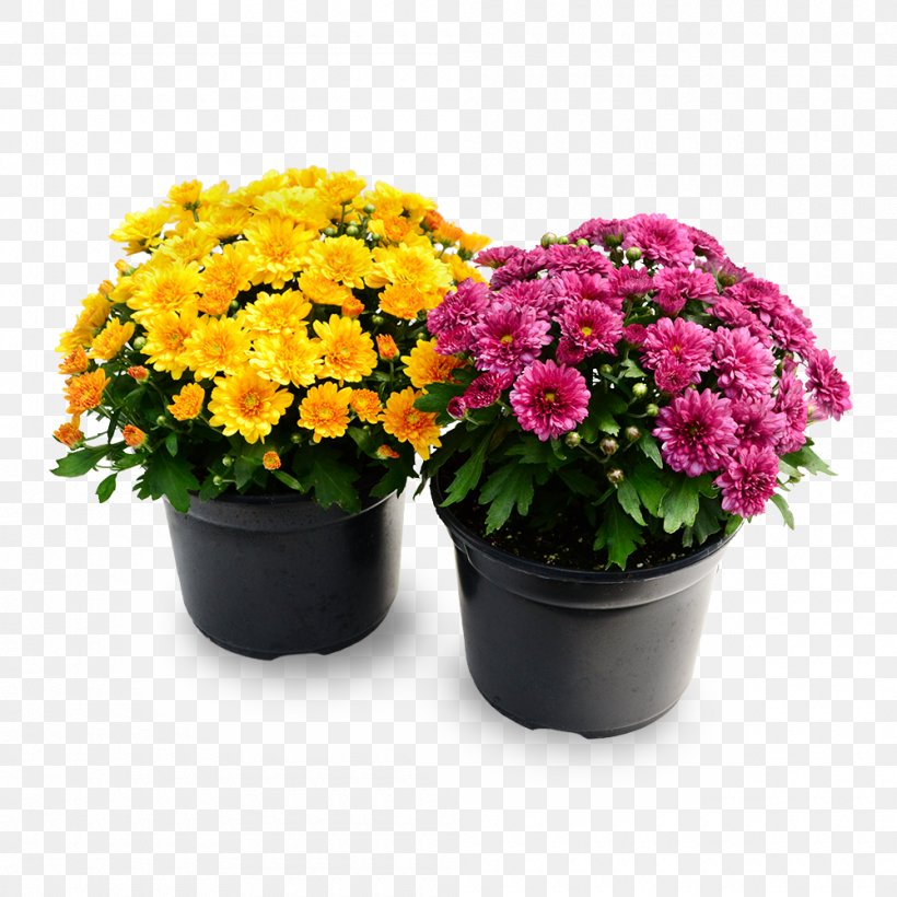 Flower Flowering Plant Flowerpot Plant Houseplant, PNG, 1000x1000px, Flower, Annual Plant, Aster, Flowering Plant, Flowerpot Download Free