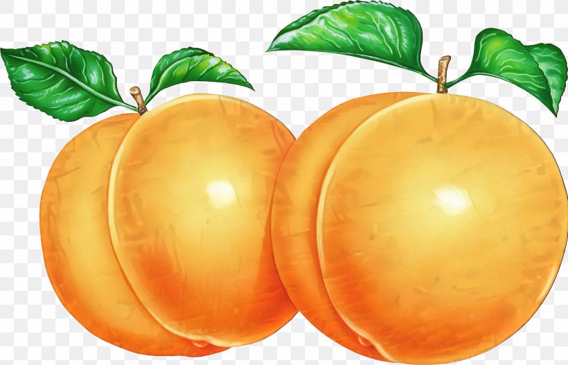 Grapefruit Diet Food Vegetarian Cuisine Orange, PNG, 2723x1751px, Grapefruit, Apricot, Diet, Diet Food, European Plum Download Free