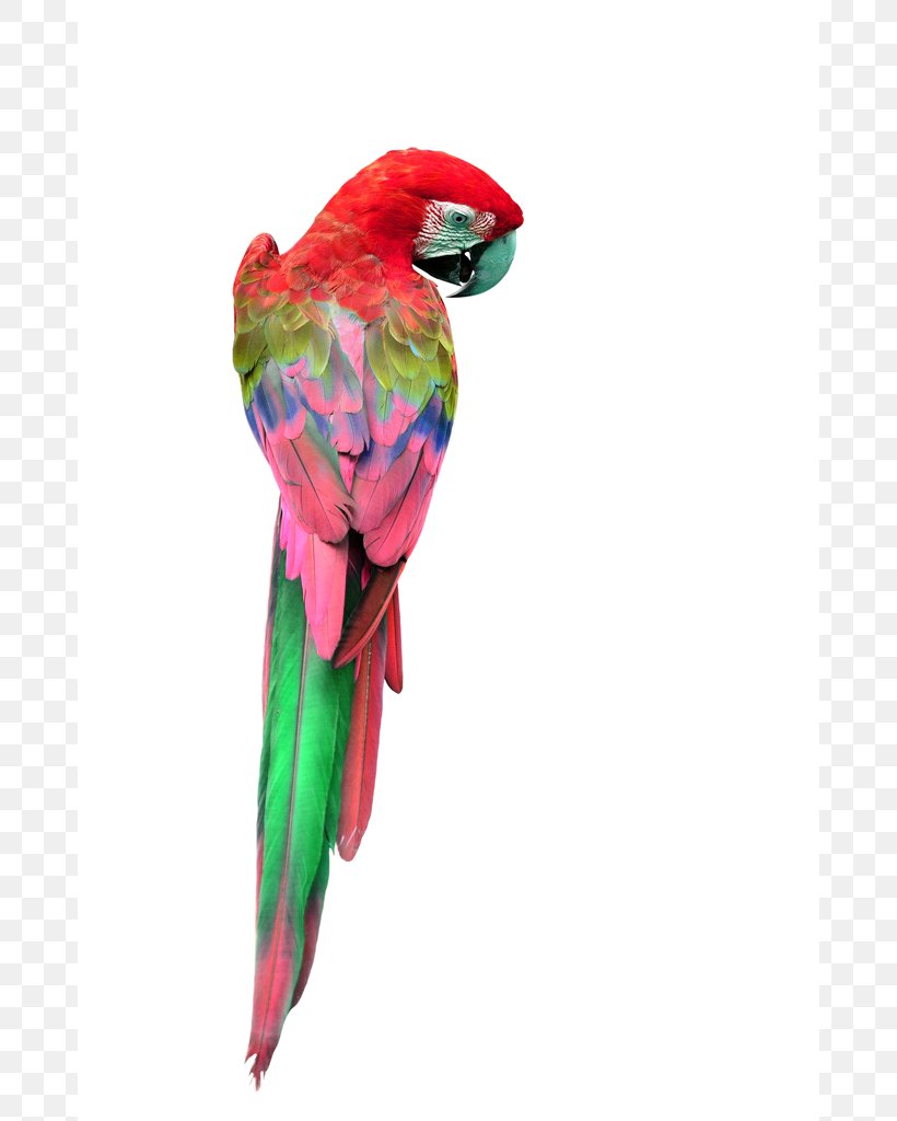 Parrot Red-and-green Macaw Great Green Macaw Yellow-crowned Amazon, PNG, 678x1024px, Parrot, Amazon Parrot, Beak, Bird, Blueandyellow Macaw Download Free