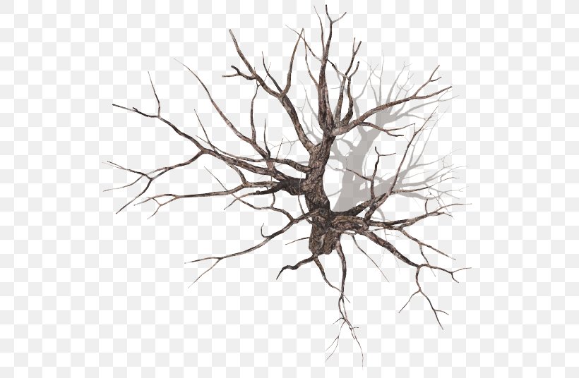 Tree Branch Plant Drawing Wood, PNG, 562x536px, Tree, Artwork, Black And White, Branch, Drawing Download Free