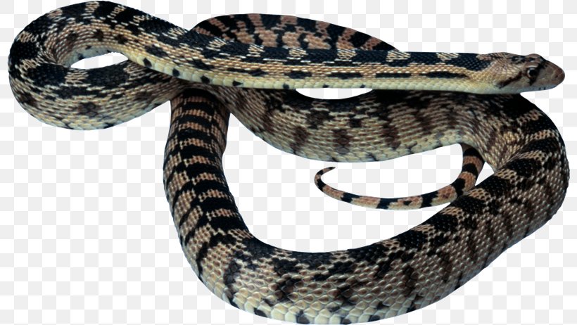 Vipers Snake Reptile Clip Art, PNG, 800x462px, Vipers, Animal, Boa Constrictor, Boas, Cat Download Free