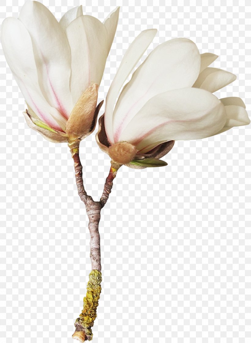 Flower Magnolia Blog Clip Art, PNG, 1173x1600px, Flower, Blog, Blossom, Branch, Cut Flowers Download Free