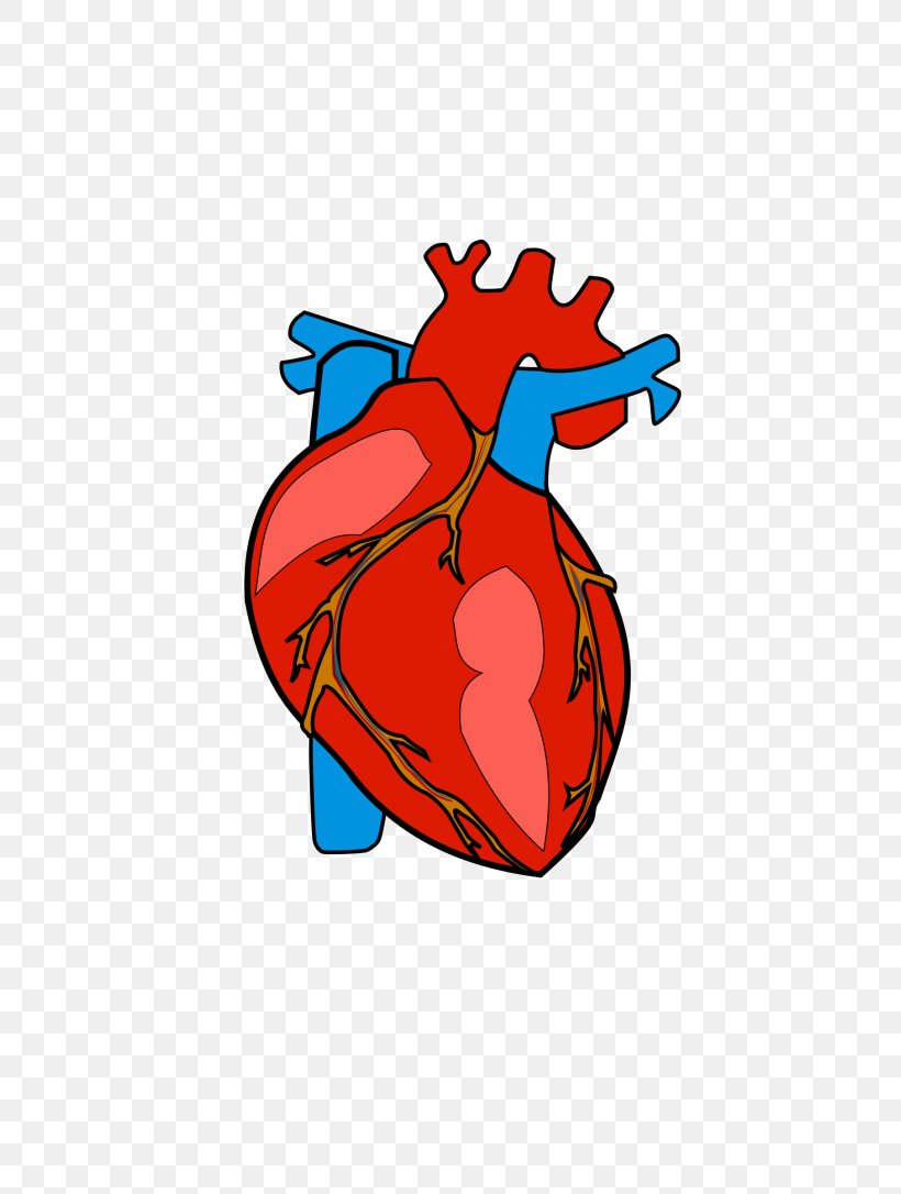 Heart Anatomy Clip Art, PNG, 768x1086px, Watercolor, Cartoon, Flower, Frame, Heart Download Free