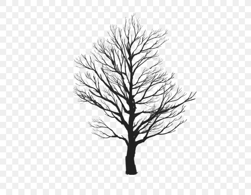 Stock Photography Image Mural Birch, PNG, 640x640px, Stock Photography, Art, Birch, Black And White, Branch Download Free