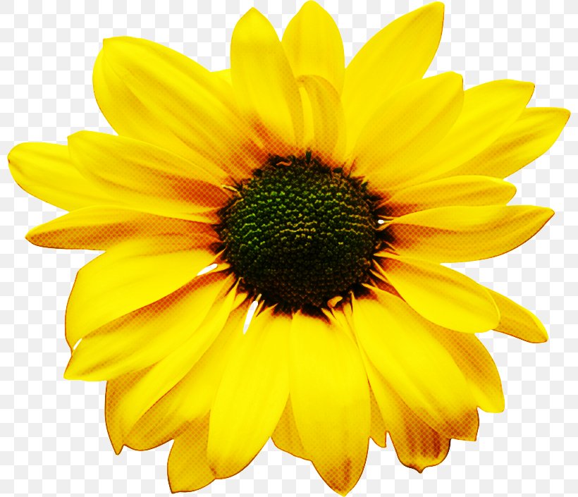 Sunflower, PNG, 800x705px, Flower, Daisy Family, Flowering Plant, Gazania, Gerbera Download Free