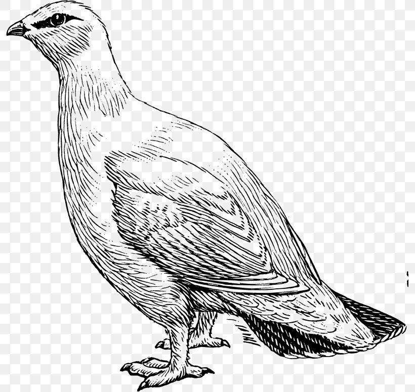 Bird Willow Ptarmigan Rock Ptarmigan Clip Art, PNG, 795x775px, Bird, Animal, Art, Beak, Black And White Download Free