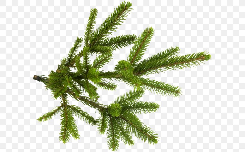 Branch Spruce Twig Clip Art, PNG, 600x511px, Branch, Biome, Christmas Ornament, Conifer, Evergreen Download Free