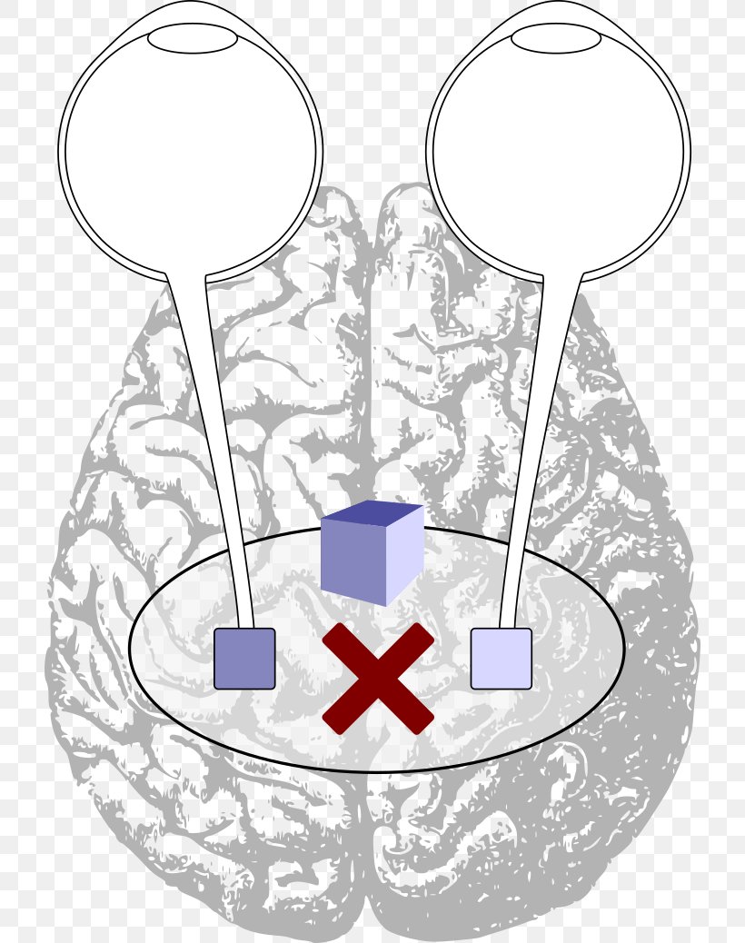 Cerebral Hemisphere Lobes Of The Brain Human Brain Cerebrum, PNG, 722x1038px, Watercolor, Cartoon, Flower, Frame, Heart Download Free