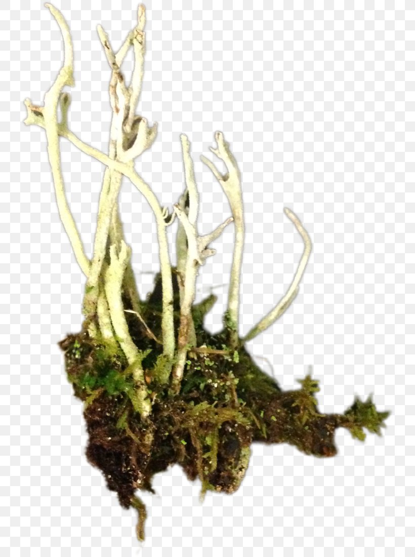 Moss Ludum Dare Turmeric Sprite Plant, PNG, 738x1100px, Moss, Animation, Botany, Branch, Computer Programming Download Free