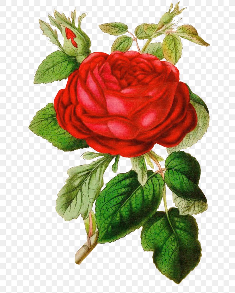 Rose Vintage Clothing Clip Art, PNG, 662x1024px, Rose, Antique, Color, Cut Flowers, Damask Rose Download Free