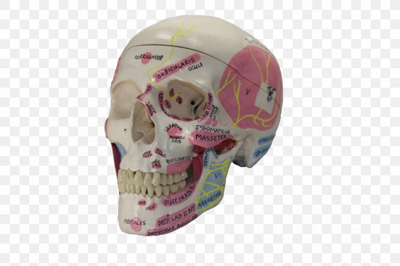Skull, PNG, 960x640px, Skull, Bone, Cap, Headgear Download Free