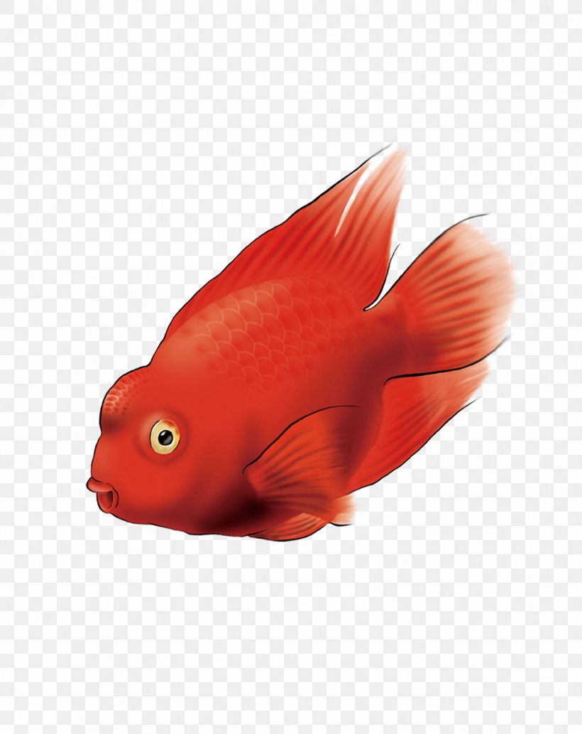 Amazon Parrot Fish Computer File, PNG, 1016x1281px, Parrot, Amazon Parrot, Blood Parrot Cichlid, Fin, Fish Download Free