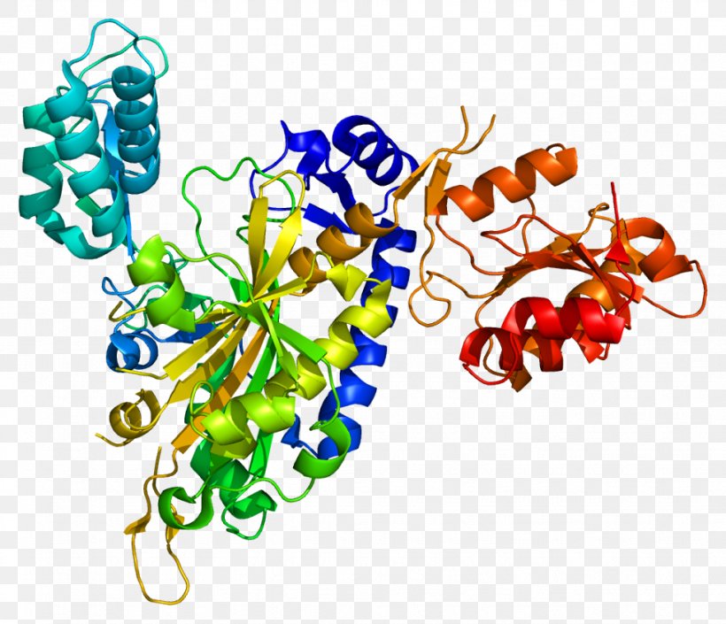 Aminoacyl TRNA Synthetase Transfer RNA Glycine—tRNA Ligase Gene, PNG, 976x840px, Aminoacyl Trna Synthetase, Amino Acid, Aminoacyltrna, Anticodon, Artwork Download Free