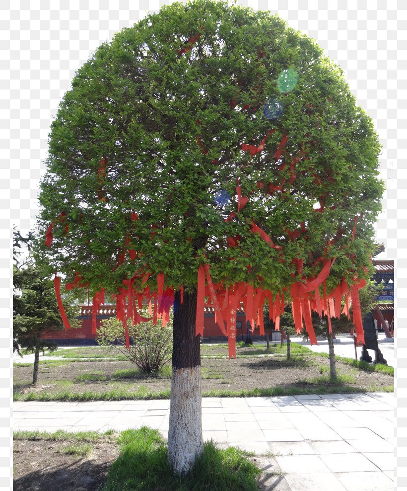 Buddhist Temple Main Hall Tree Clip Art, PNG, 768x988px, Buddhist Temple, Branch, Cartoon, Evergreen, Gift Download Free