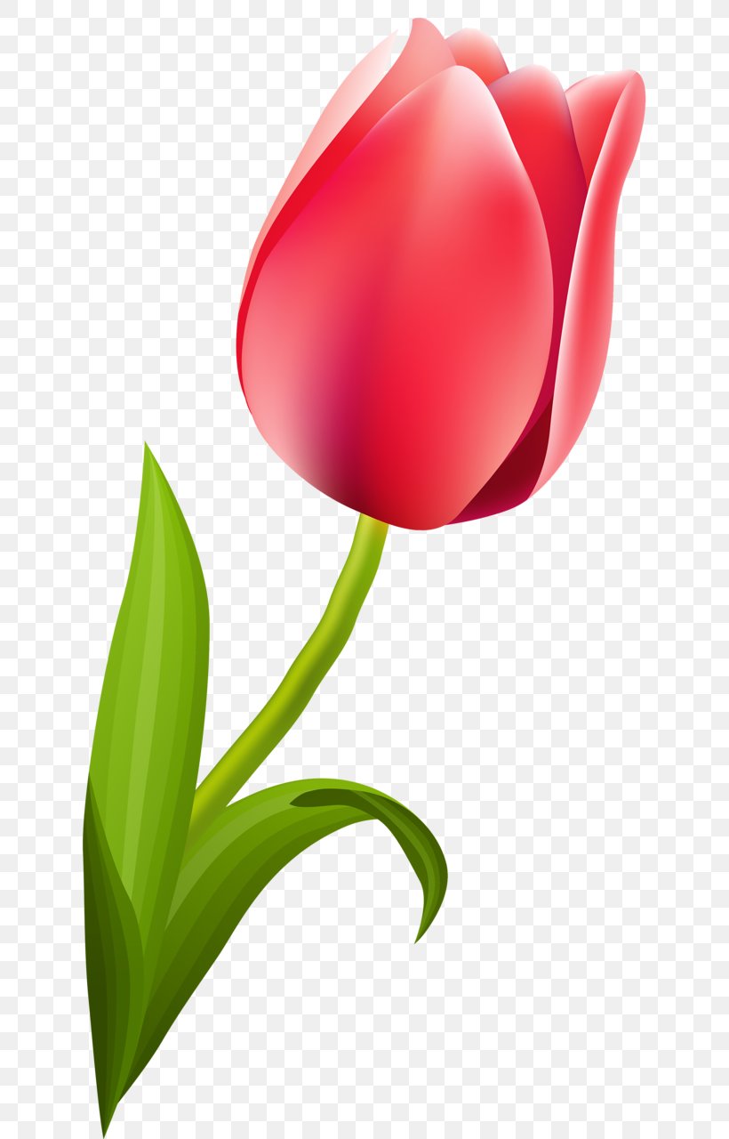 Flowering Plant Tulip Cut Flowers Liliaceae, PNG, 645x1280px, Flower, Close Up, Computer, Cut Flowers, Flowering Plant Download Free