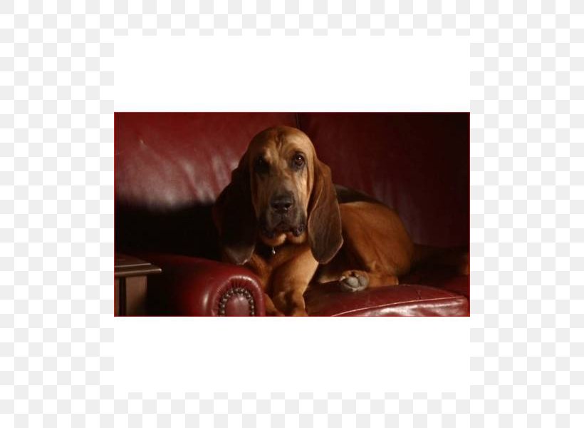 Redbone Coonhound Treeing Walker Coonhound Bloodhound Basset Hound Dachshund, PNG, 800x600px, Redbone Coonhound, Basset Hound, Black And Tan Coonhound, Bloodhound, Breed Download Free