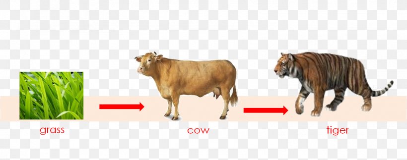 Cattle Tiger Food Chain Food Web, PNG, 1502x593px, Cattle, Animal, Cattle Like Mammal, Chain, Eating Download Free