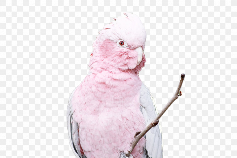 Feather, PNG, 1280x853px, Cockatoos, Beak, Feather, Parakeet Download Free