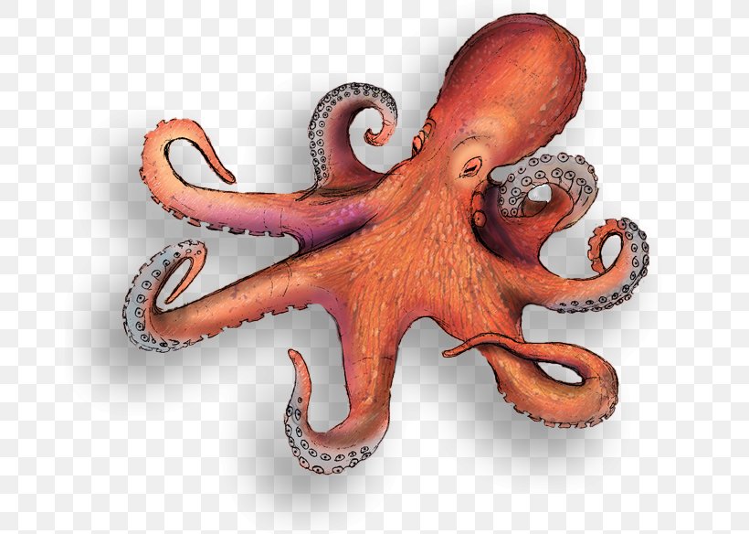 Octopus Squid Ocean Cephalopod, PNG, 678x584px, Octopus, Animal, Blog, Blueringed Octopus, Cephalopod Download Free