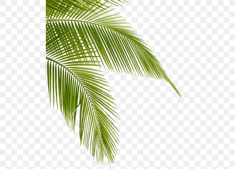 Tropical Hair Gallery Arecaceae Bokeelia Leaf Desktop Wallpaper, PNG, 500x589px, Tropical Hair Gallery, Arecaceae, Arecales, Beauty Parlour, Bokeelia Download Free