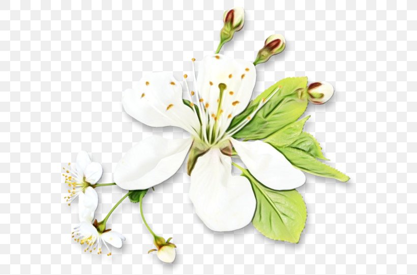 Cherry Blossom Flower, PNG, 600x541px, Watercolor, Blossom, Cherry Blossom, Cut Flowers, Floral Design Download Free