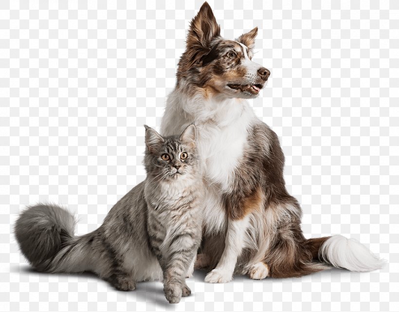 Dog Food Cat Food Kidney Disease, PNG, 1061x830px, Dog, Carnivoran, Cat, Cat Food, Cat Like Mammal Download Free