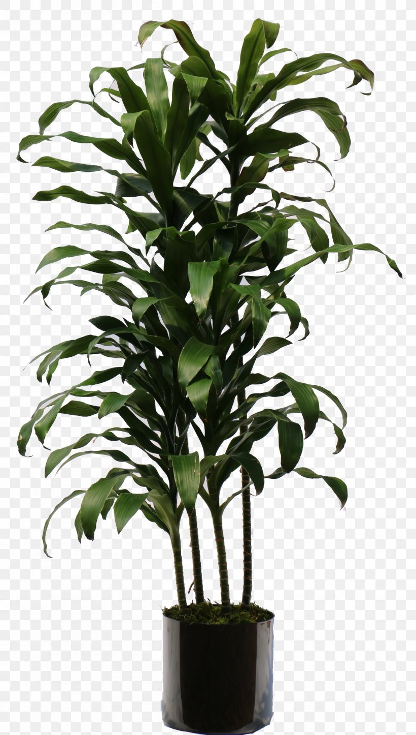Dracaena Fragrans Houseplant Plants NASA Clean Air Study Interior Design Services, PNG, 1408x2484px, Dracaena Fragrans, Dracaena, Ficus Maclellandii, Fiddleleaf Fig, Fig Trees Download Free