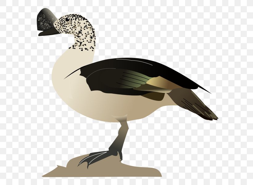 Goose Duck Mallard Bird Waterfowl, PNG, 624x600px, Goose, Anatidae, Animal, Beak, Bird Download Free