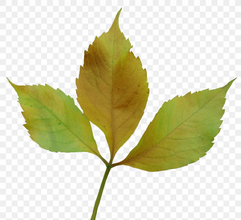 Leaf Autumn Yandex Photography, PNG, 1688x1537px, Leaf, Autumn, Dew, Nature Photography, Photography Download Free