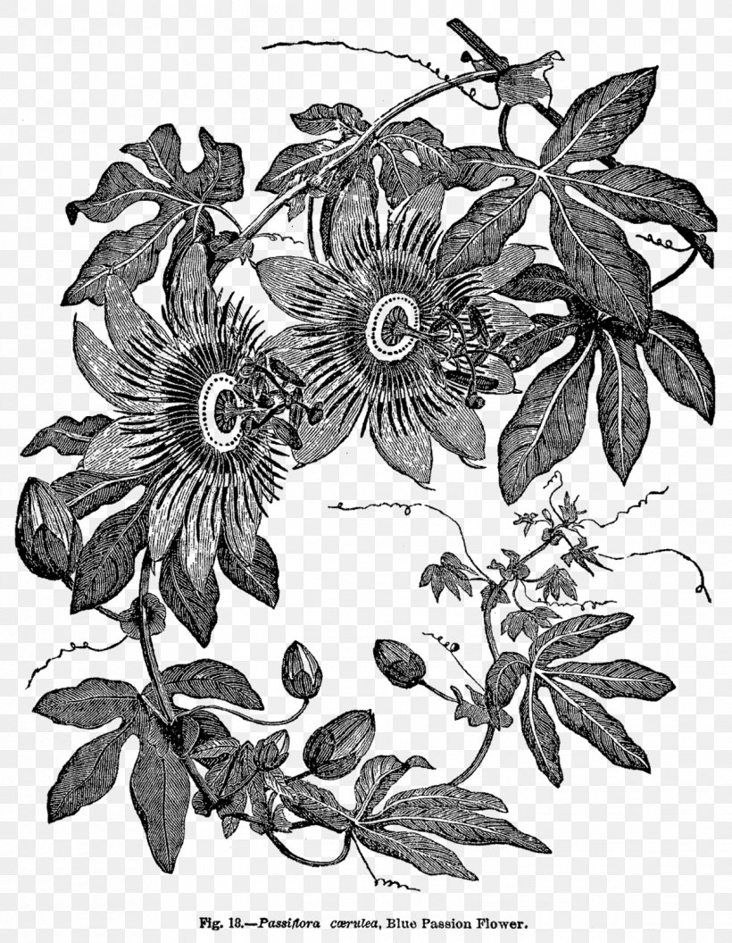 Passiflora Caerulea Wood Engraving Botany, PNG, 1242x1600px, Passiflora Caerulea, Biological Illustration, Black And White, Botanical Illustration, Botany Download Free
