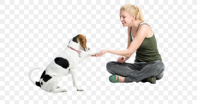 Puppy Beagle Dachshund Pet Sitting Dog Training, PNG, 600x436px, Puppy, Beagle, Cesar Millan, Child, Companion Dog Download Free