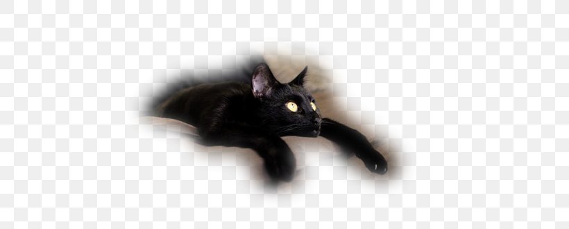 Black Cat Kitten Domestic Short-haired Cat Whiskers, PNG, 500x331px, Black Cat, Bombay, Carnivoran, Cat, Cat Like Mammal Download Free